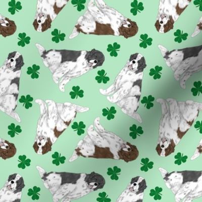 Tiny Landseer Newfoundlands - shamrocks