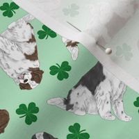 Tiny Landseer Newfoundlands - shamrocks