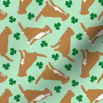 Tiny Nova Scotia Duck Tolling Retrievers - shamrocks