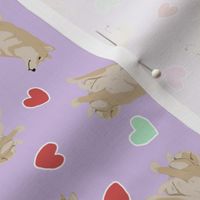 Tiny cream Shiba Inu - Valentine hearts