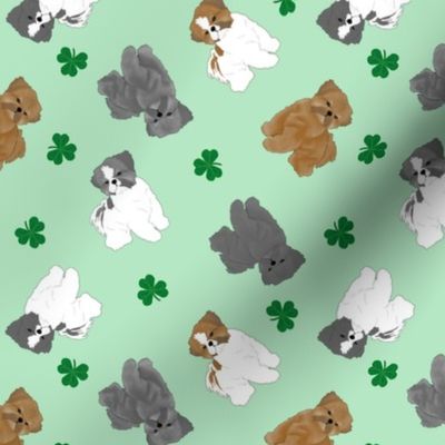 Tiny puppy cut Shih Tzus - shamrocks