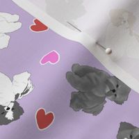 Tiny puppy cut Shih Tzus - Valentine hearts