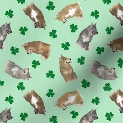 Tiny Swedish Vallhunds - shamrocks