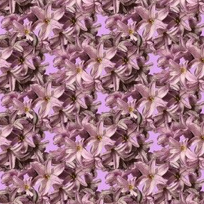 Hyacinth Flowers - pink petals