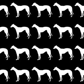 White Greyhound Standing 1.5 Inch Martingale on Black