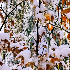 Rusty snowy leaves in winter
