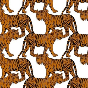 Tigers on a White Background