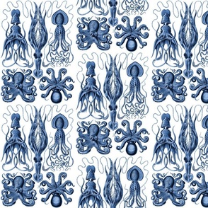 Ernst Haeckel Gamochonia Octopus Vivd Blue