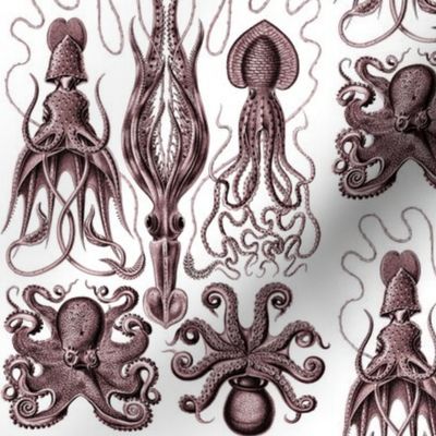 Ernst Haeckel Gamochonia Octopus Red