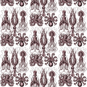 Ernst Haeckel Gamochonia Octopus Red