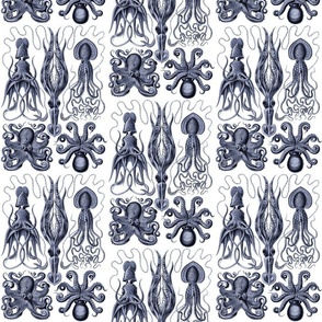 Ernst Haeckel Gamochonia Octopus Purple