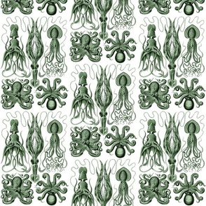Ernst Haeckel  Gamochonia  Octopus Green