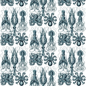 Ernst Haeckel  Gamochonia  Octopus Cerulean