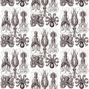 Ernst Haeckel  Gamochonia  Octopus Lavender  Grey