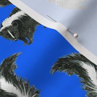 Medium - Quiet Skunk on Cobalt Blue