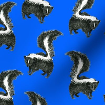 Medium - Quiet Skunk on Cobalt Blue