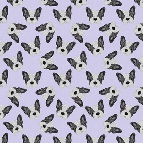 BLACK AND WHITE FRENCHIE LAVENDER 16