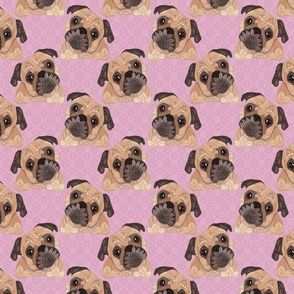 PUGS PINK 16