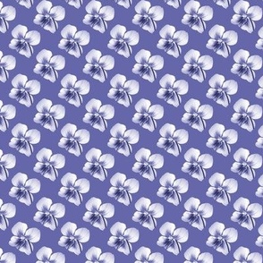 Violets white on periwinkle