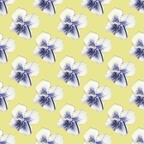 Violets white on butter yellow