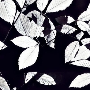 black and white leaves of the plant in the light of the moon