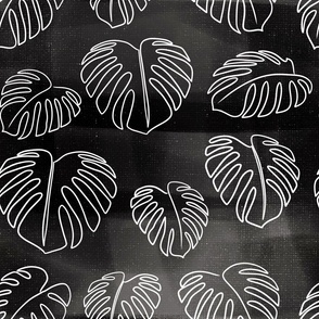 Monstera tropical leaves with textured black background