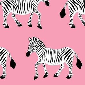 Zebra Parade - Class Black and White on Bright Pink - Large Scale