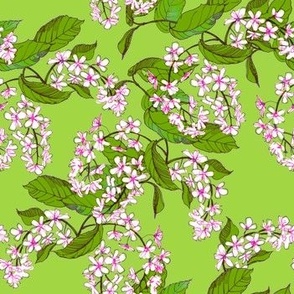 Blooming Bird cherry on spring green