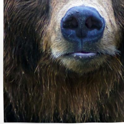 Grizzli bear face mask panel