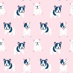 Boston Terrier dog on pink