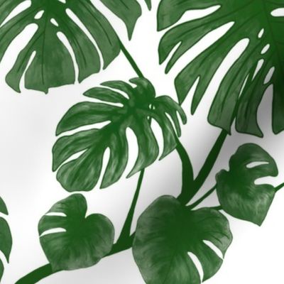 Monstera deliciosa green M scale