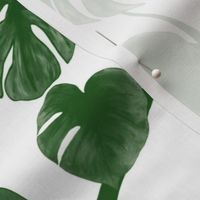 Monstera deliciosa green M scale