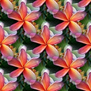 Coral Frangipani with Leaves