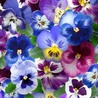 Large Tossed Spring Pansies and Violas
