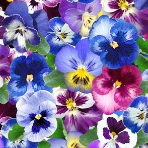 Large Tossed Spring Pansies and Violas