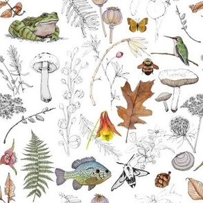 nature sketchbook