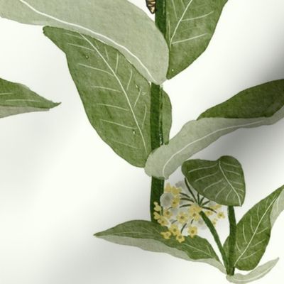 Monarch's Milkweeds W/Caterpillars