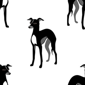 Black Italian Greyhounds or Whippets