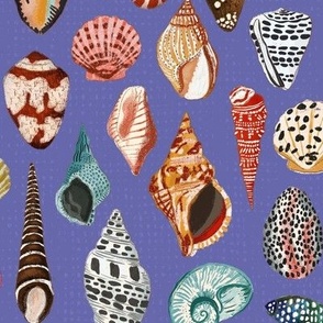 seashells_very peri