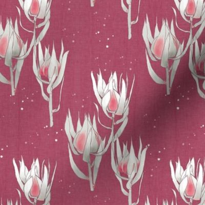  Protea in pink and white- on pomegranate background (medium scale) 6x7