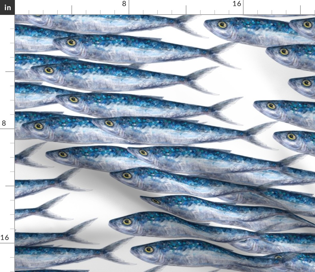 Blue swimming Sardines