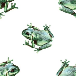 (large) Frogs on a white background