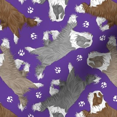 Trotting Bearded Collies and paw prints - purple