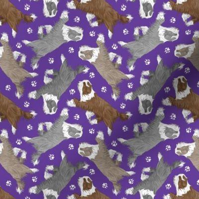 Tiny Trotting Bearded Collies and paw prints - purple