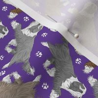 Tiny Trotting Bearded Collies and paw prints - purple
