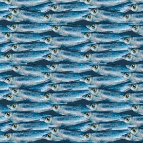 Blue Sprat Fish