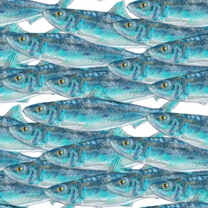 Indian Oil Sardine