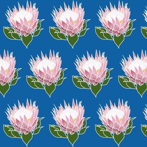 Pretty Pink Proteas in Rows - white outlines, ocean blue, medium 