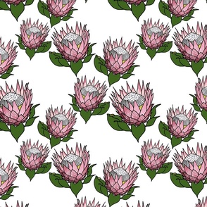 Pretty Pink Proteas #2 - black outlines, white, medium 