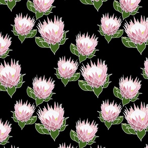 Pretty Pink Proteas #2 - white outlines, black, medium 